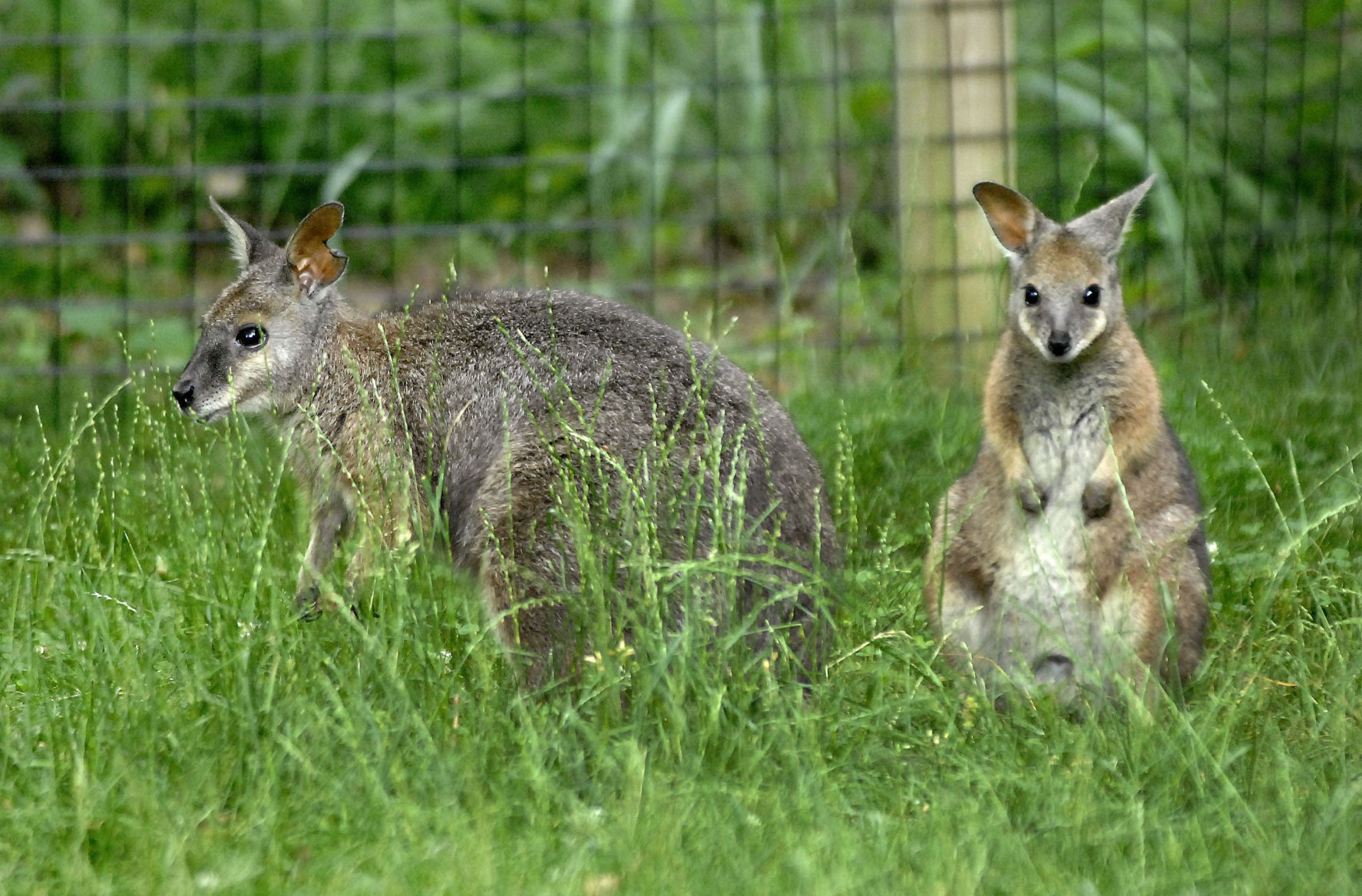 Tammar wallabies